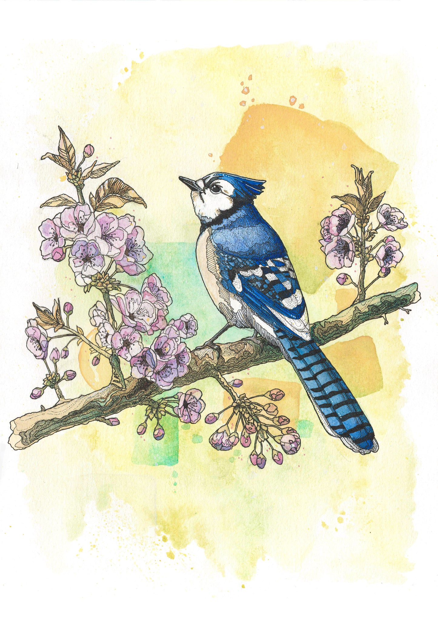Blue Jay in Bloom - print